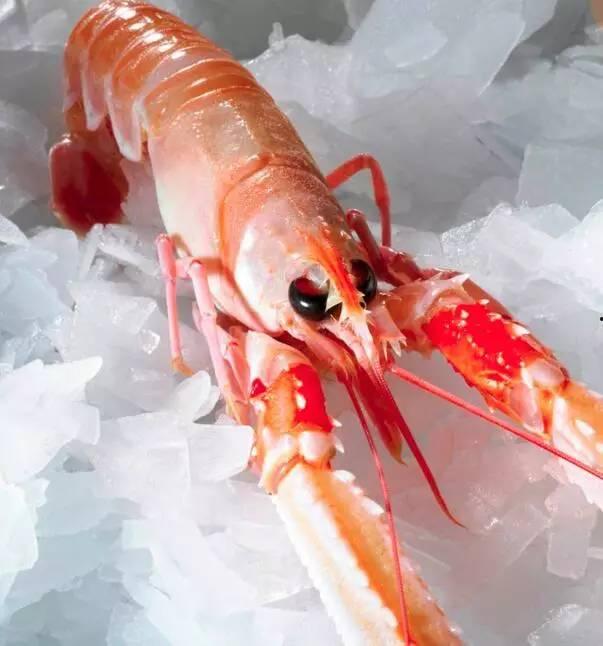 国产海鳌虾捕捞视频,海洋丰收的生动写照