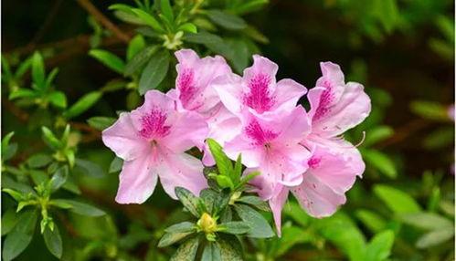 国产杜鹃如何养护视频,视频教程详解