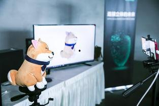 国产偷拍视频dmgqj.com,国产偷拍视频的隐秘世界