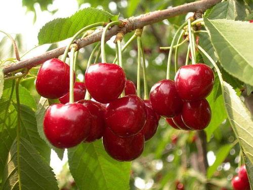 国产樱桃冬季修剪视频大全